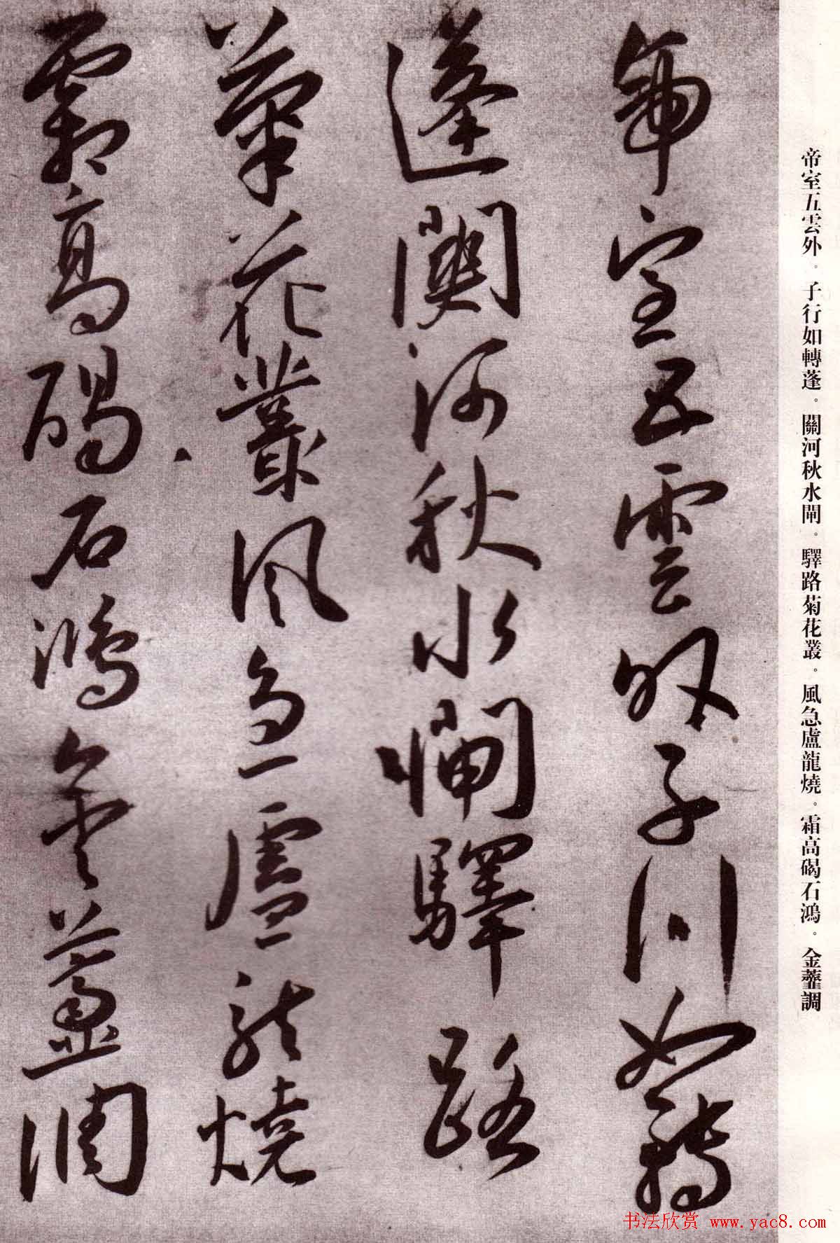 鷨вʫ